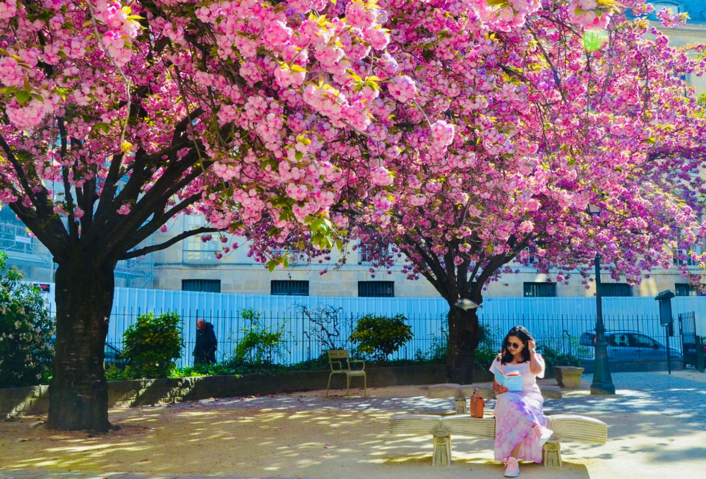 Paris Cherry Blossom&nbsp;Guide